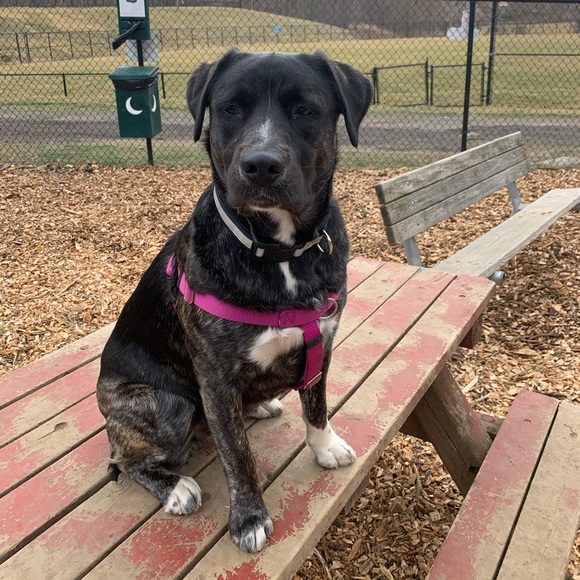 Meet your Posher, Amanda - Picture 3 of 3